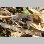 Andrena-vaga mit Stylops 03.jpg